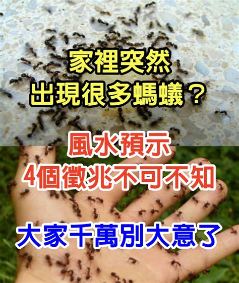 突然出現大量螞蟻|家裡突然出現很多螞蟻預示什麼？4個徵兆不可不知！。